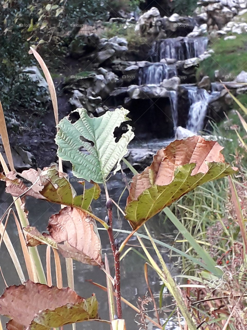 jeune chêne prêt d'une petite cascade