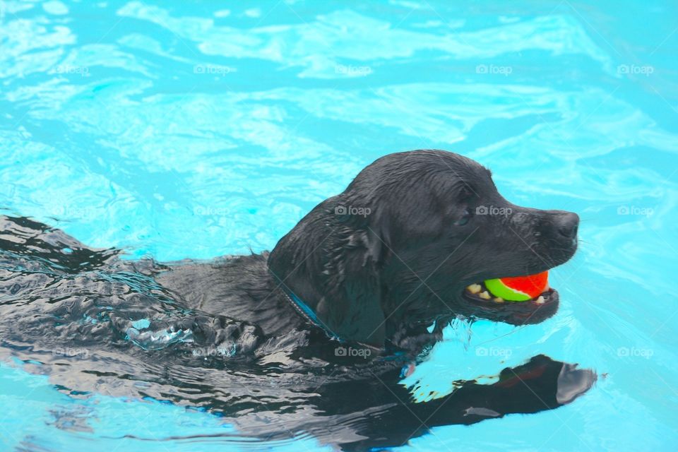 Swimming dog