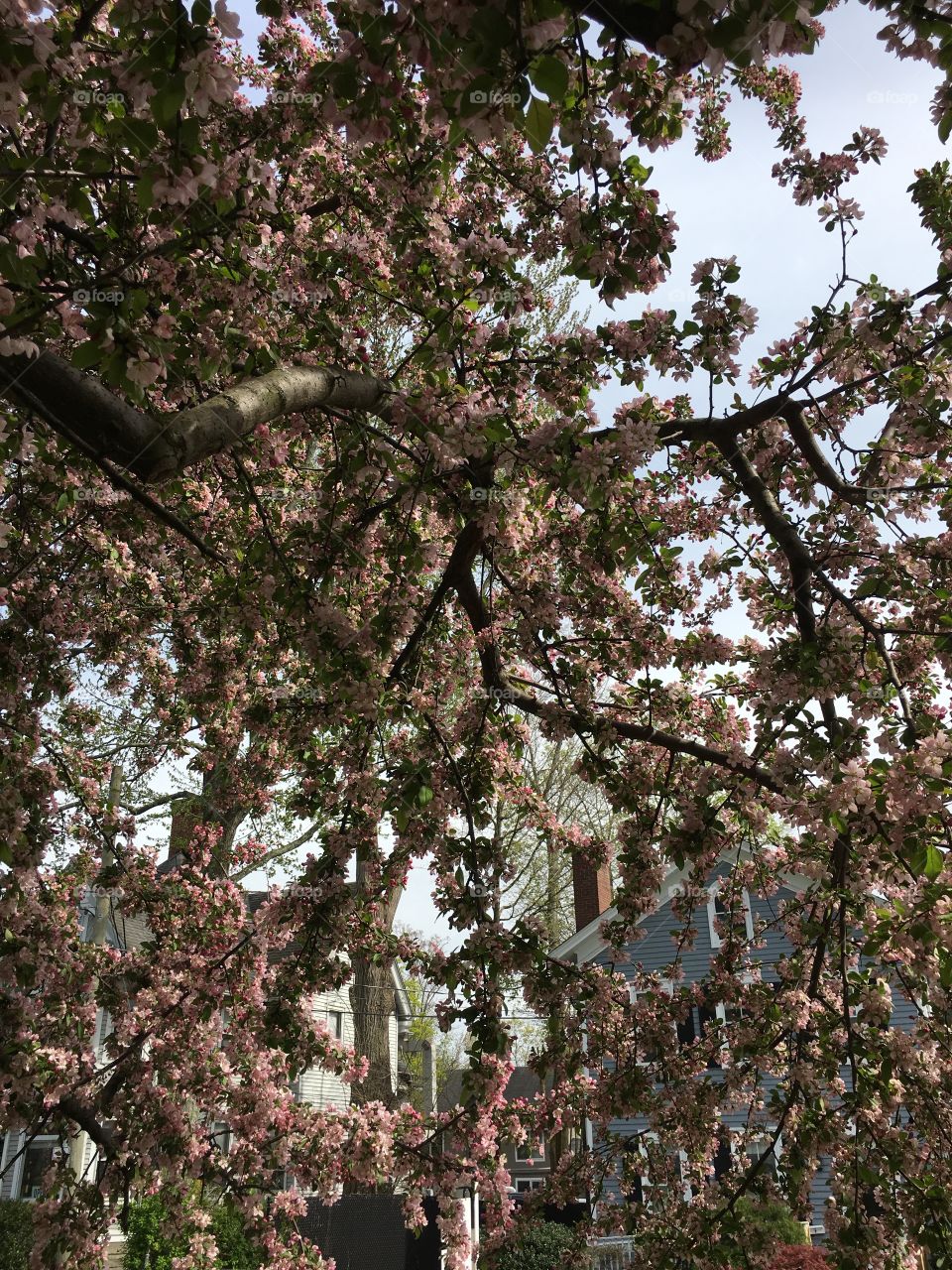 Blossoms in CT in early May
