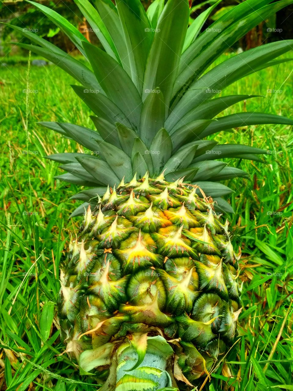 Pineapple grass