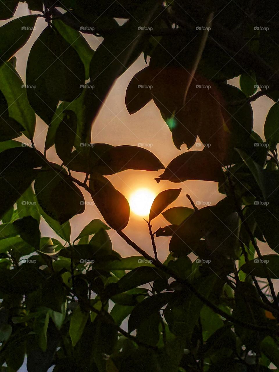 sunset view behind the leaves🌿🌄