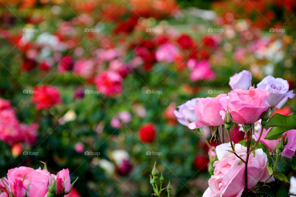 a garden full of roses