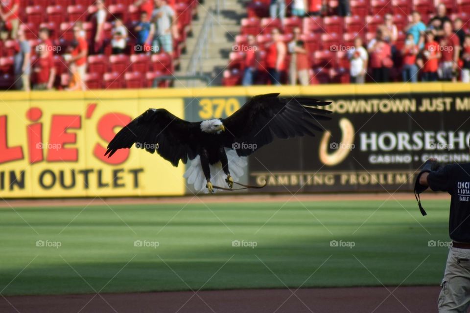 Eagle flying for the national anthem 