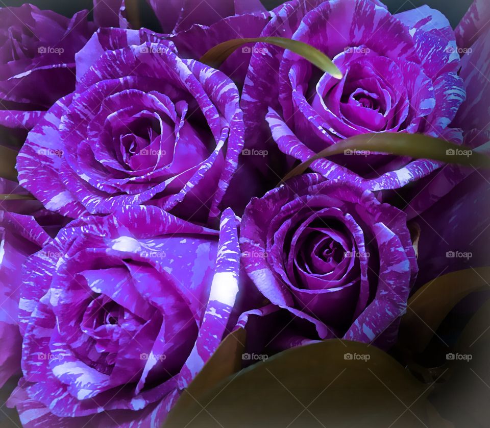 Purple roses
