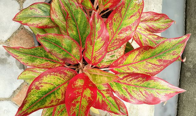 leaf