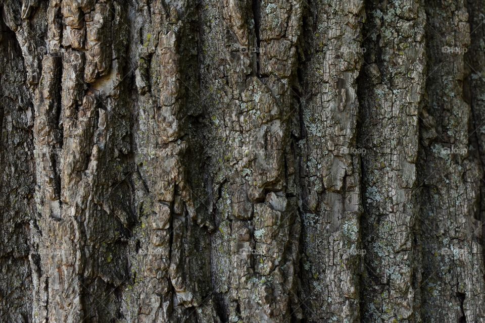 Tree bark texture 