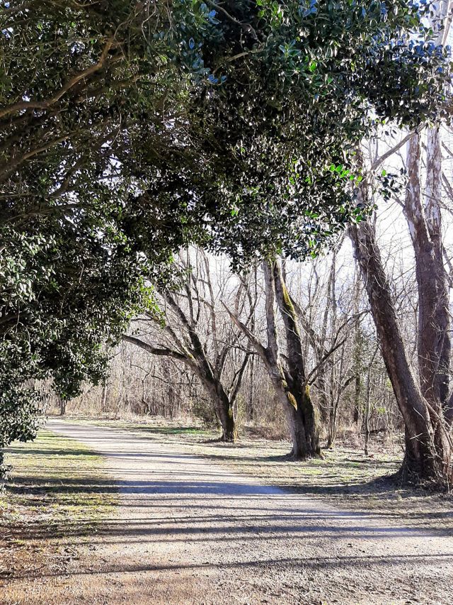 Trees in February.