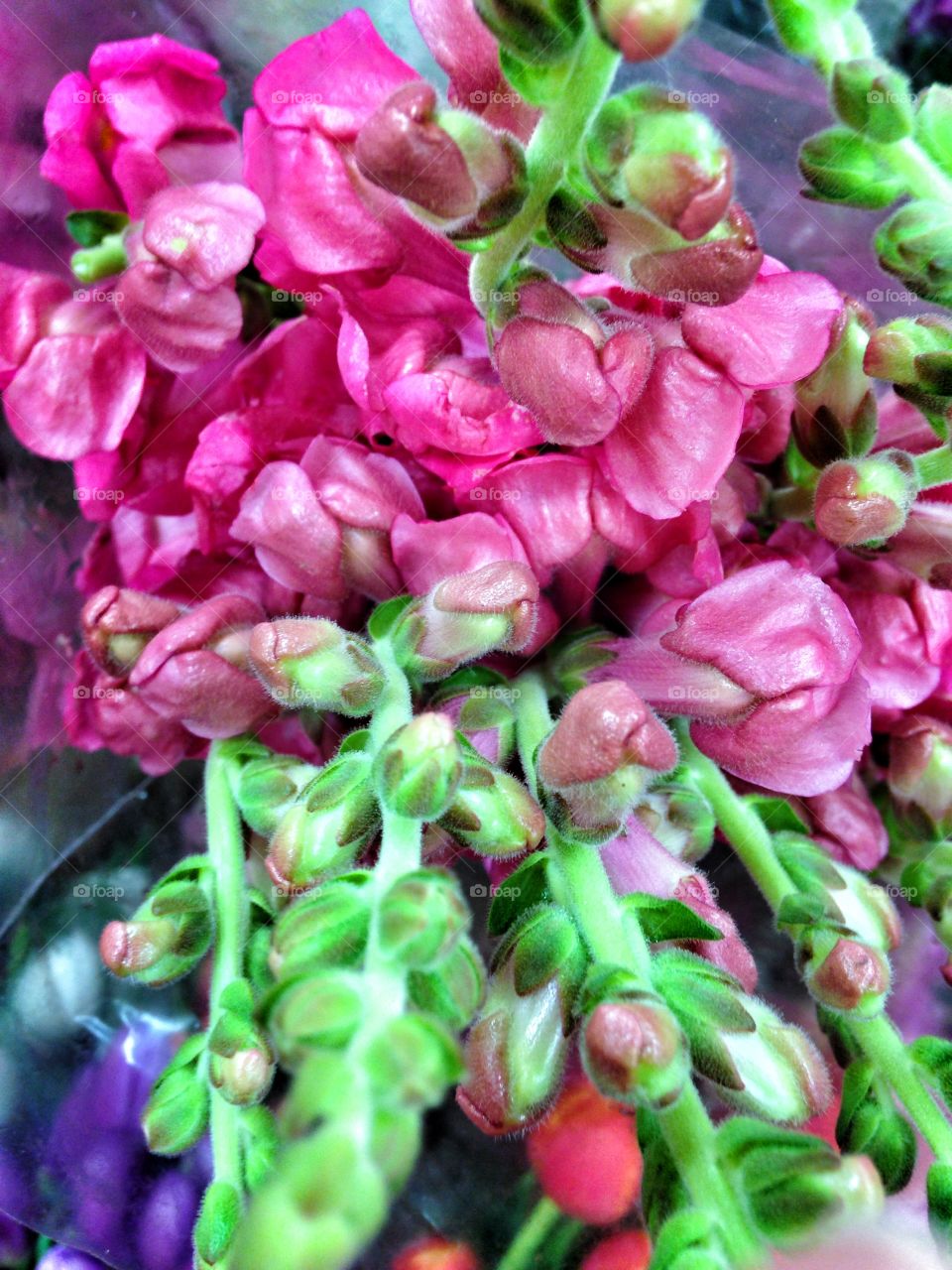 Snap Dragons. Flowers