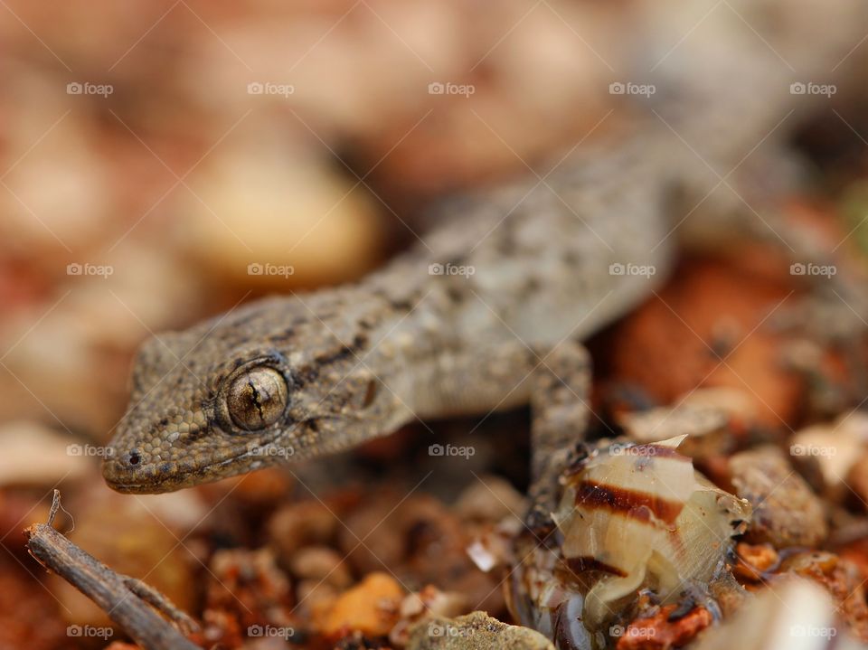 Beautiful macro gecko in his small world 
