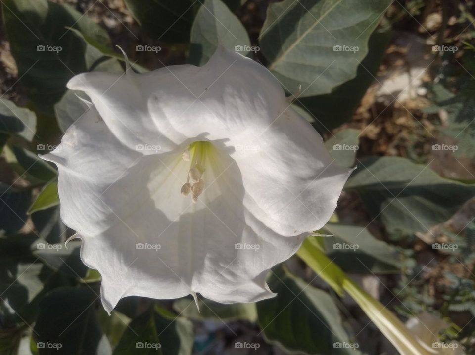 the Datura Flower white in colour looks very beautiful generally found everywhere fresh seasonal