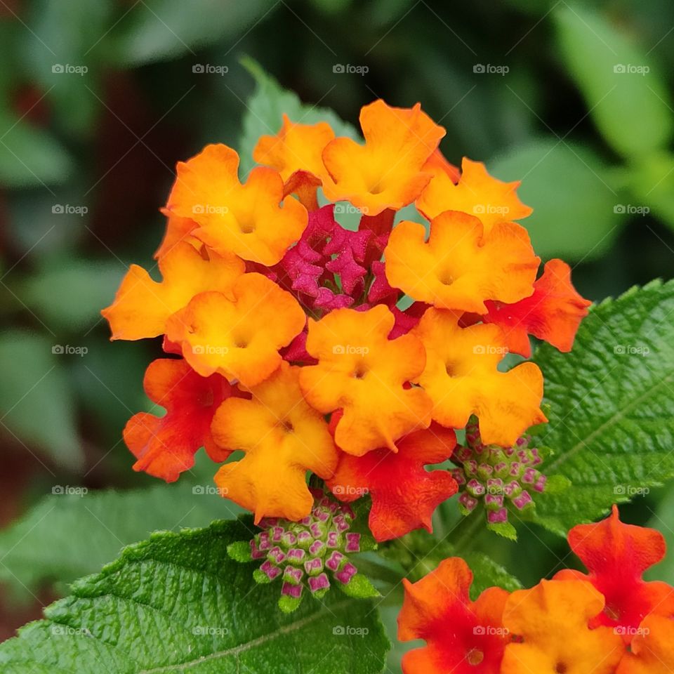 Radiant multicoloured Indian wild flowers