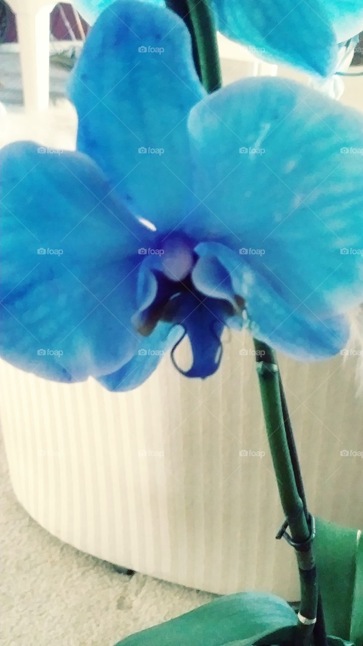 One Blue Orchid