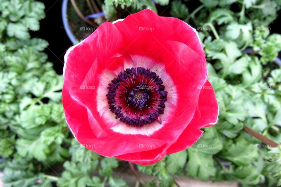 anemone