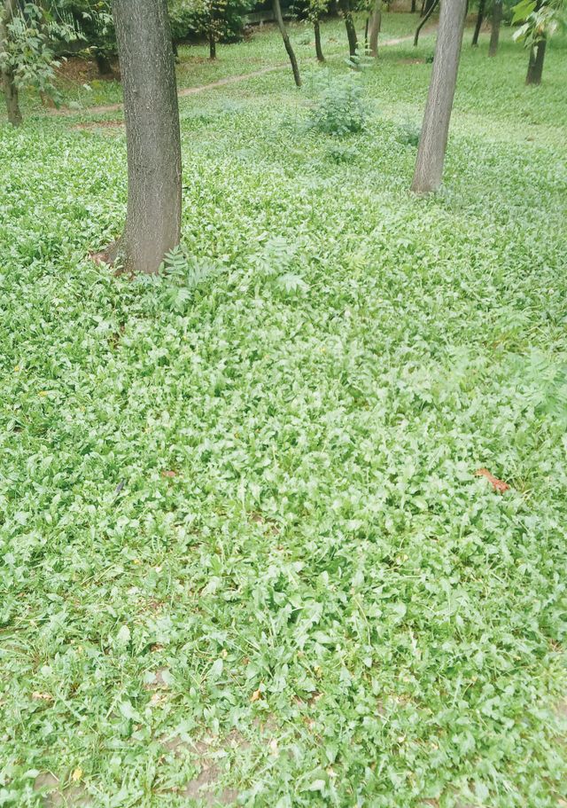forest