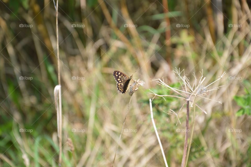 Butterfly