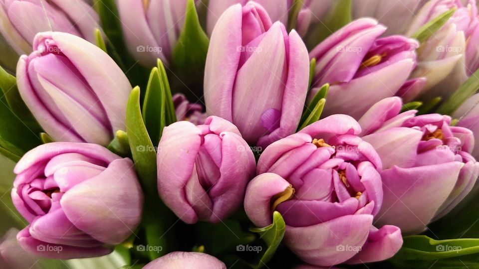 Tulips 🌷🌷
