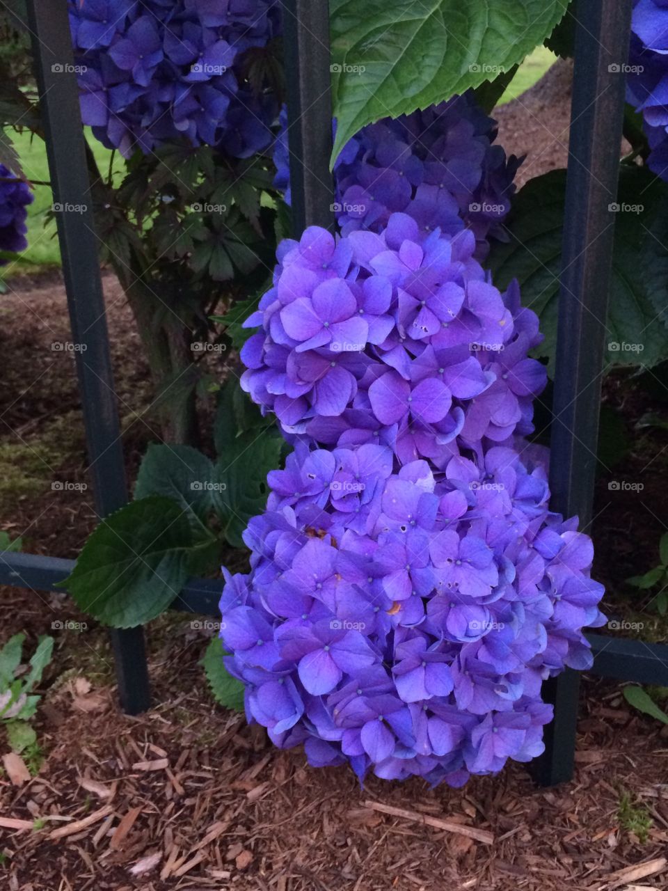 The beauty in flowers