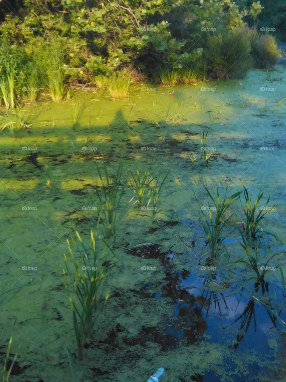 wetlands
green water