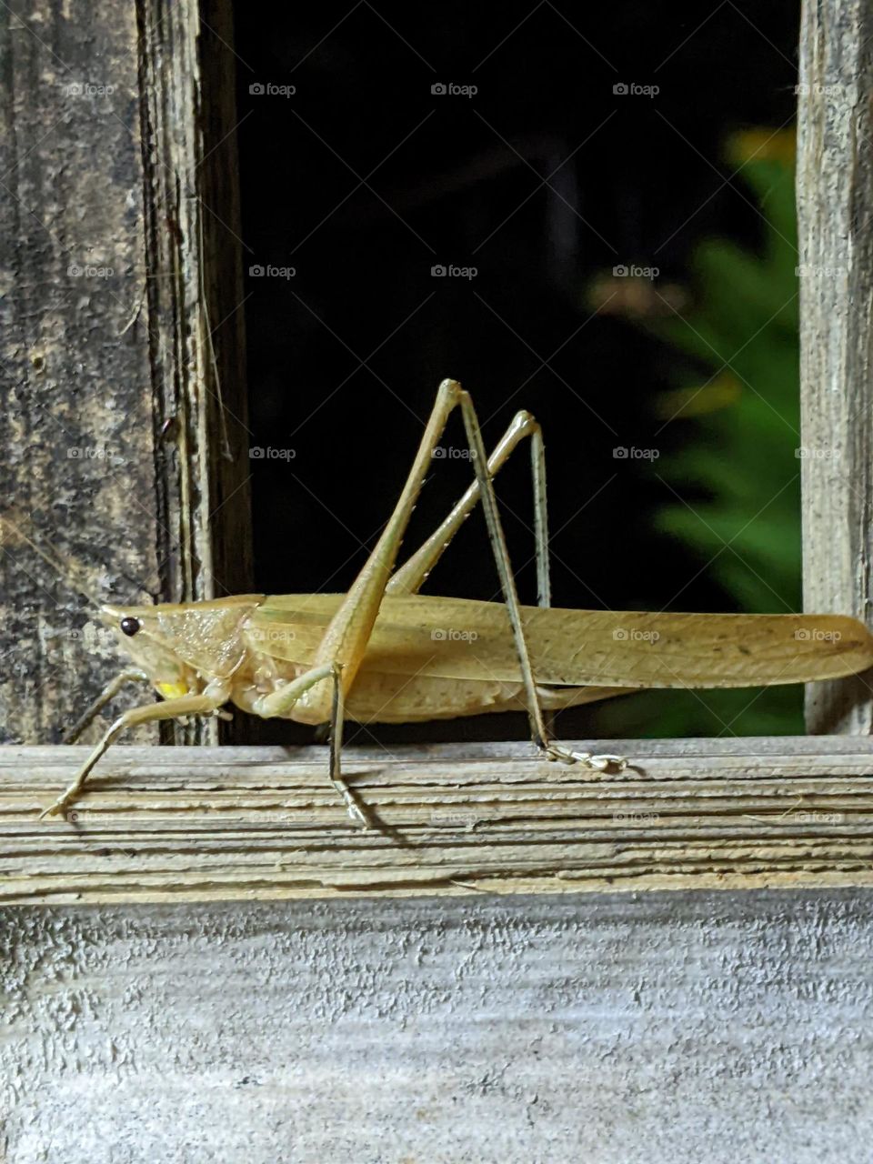 grasshoppers that land on bamboo fences at night.😁