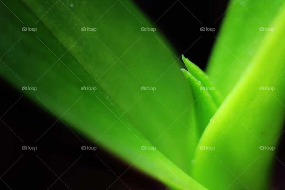 Close-up of green leaves