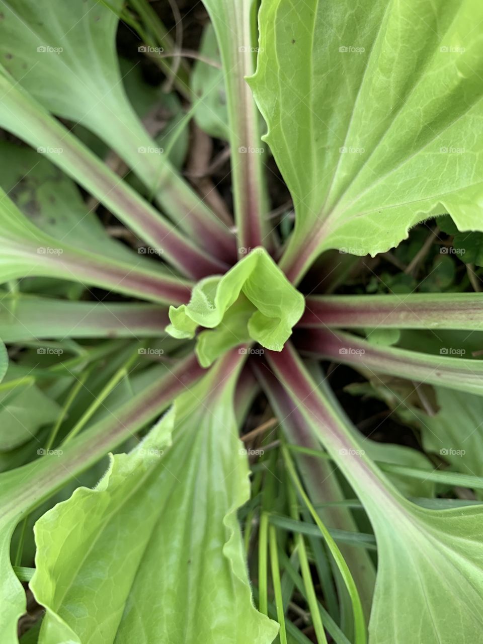 A tiny, new leaf on a plantain plant in spring