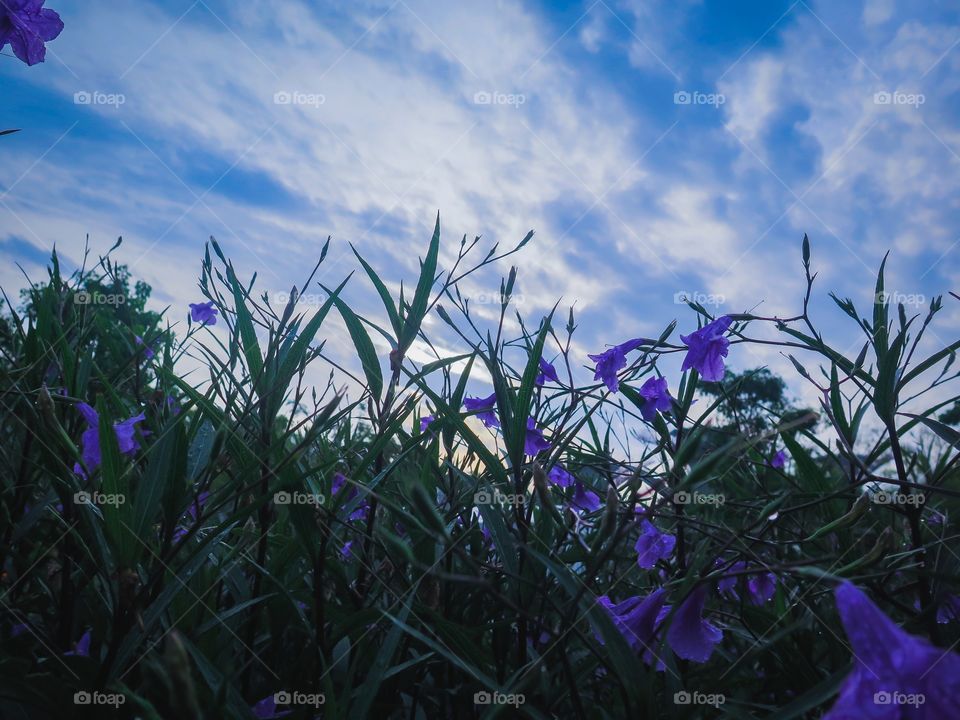 Violet Flowers Dawn
