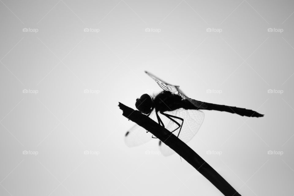 Mysterious Friend. Dragon fly