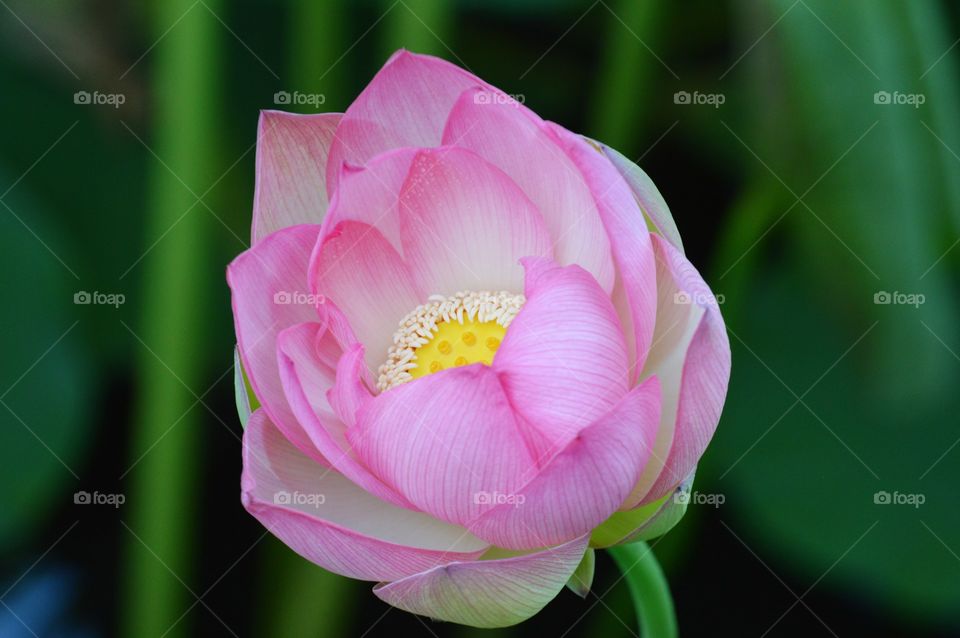 plant life, a close up of a lotus flower growing in a duck pond.