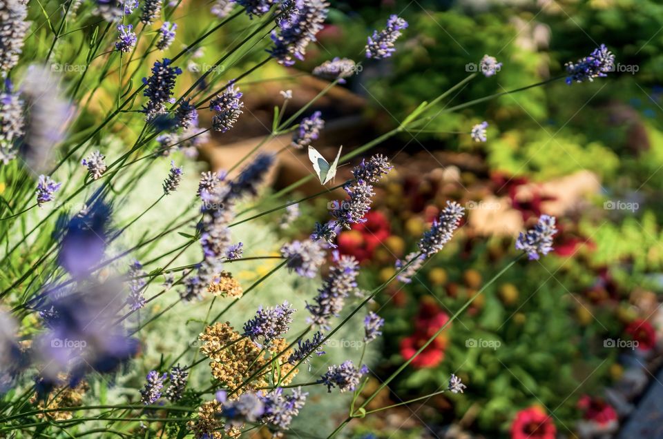 Small white butterfly flutters past lavender flowers and various colorful blooms 
