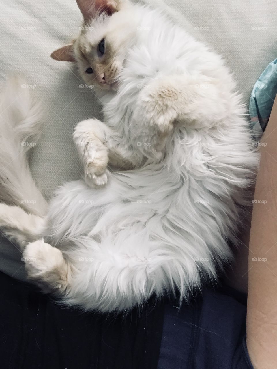 Eva, the beautiful and wonderful long haired, flame tipped Siamese cat, showing her belly. 