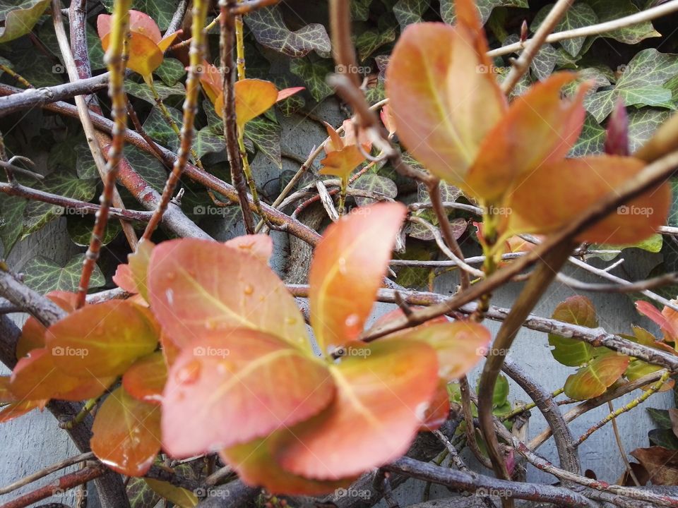 spring rain on orange leafs