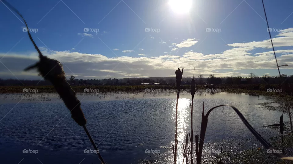 pond