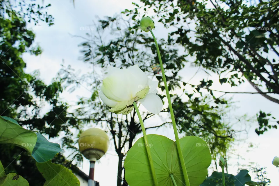 White lotus