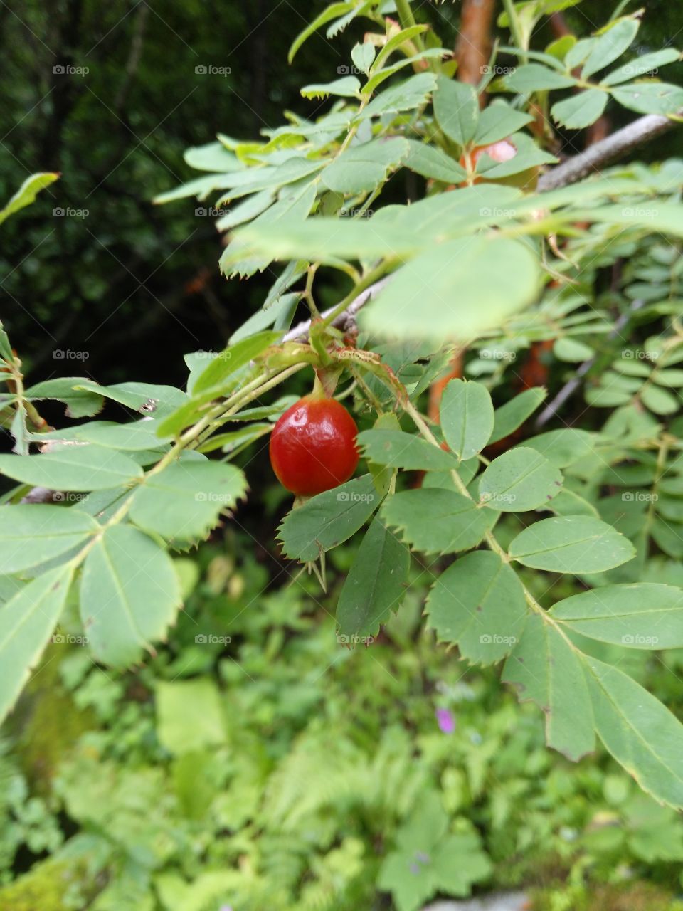 rosehip