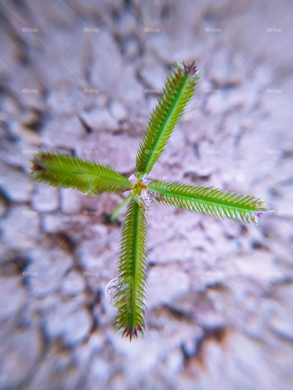 Flowering plant with dew drops on a gray background
