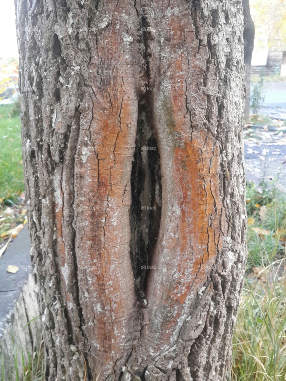 horny tree