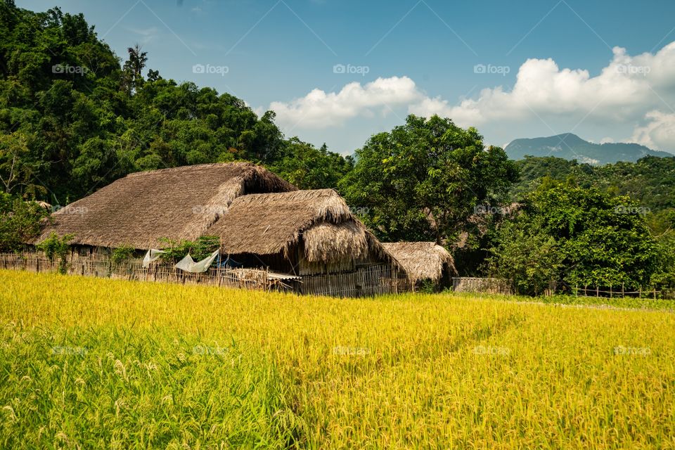 A wooden barn in a grassy field near green trees under the cloudy sky