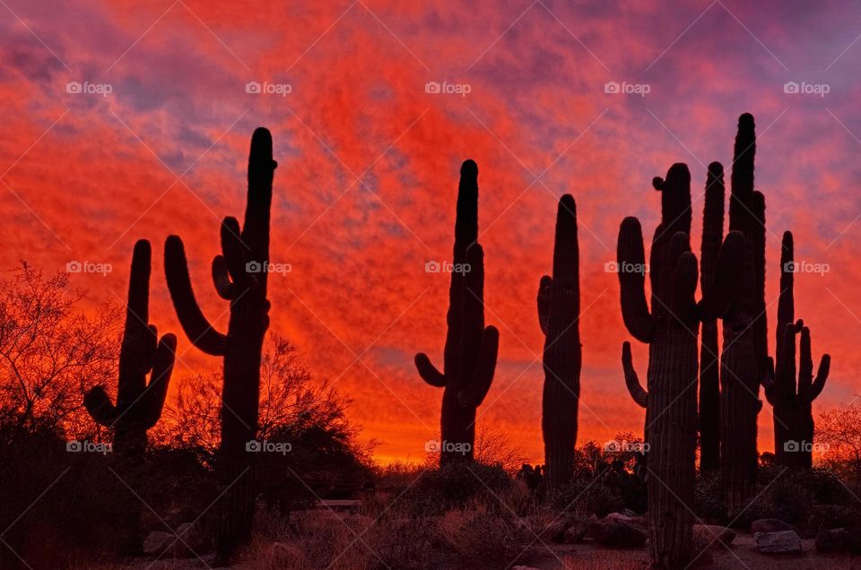 Sunrise in the Sonoran Desert