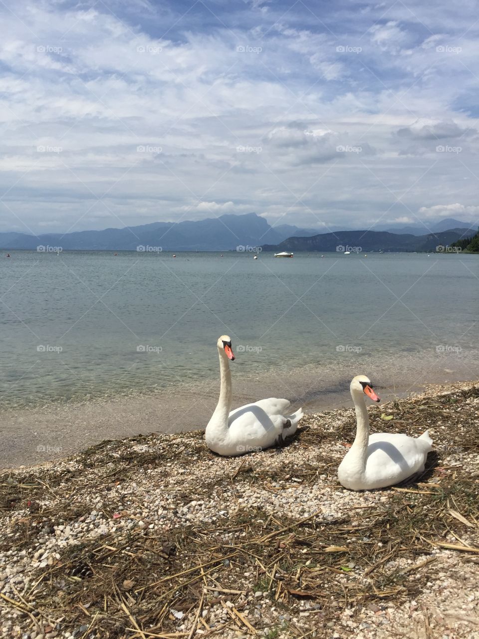 Swans on the Lake 
