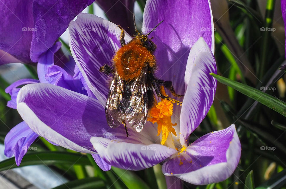 Bumble bee in a flower. 