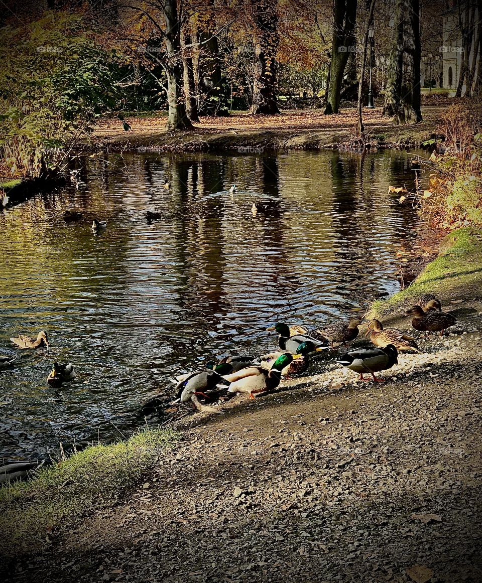 Ducks in park