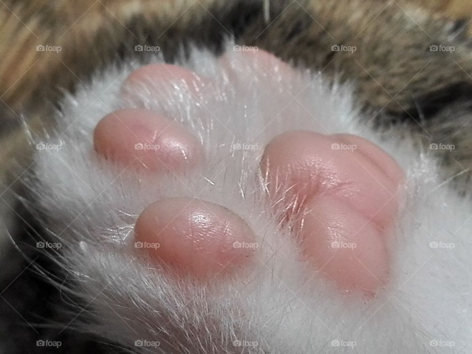 Kitten's pads