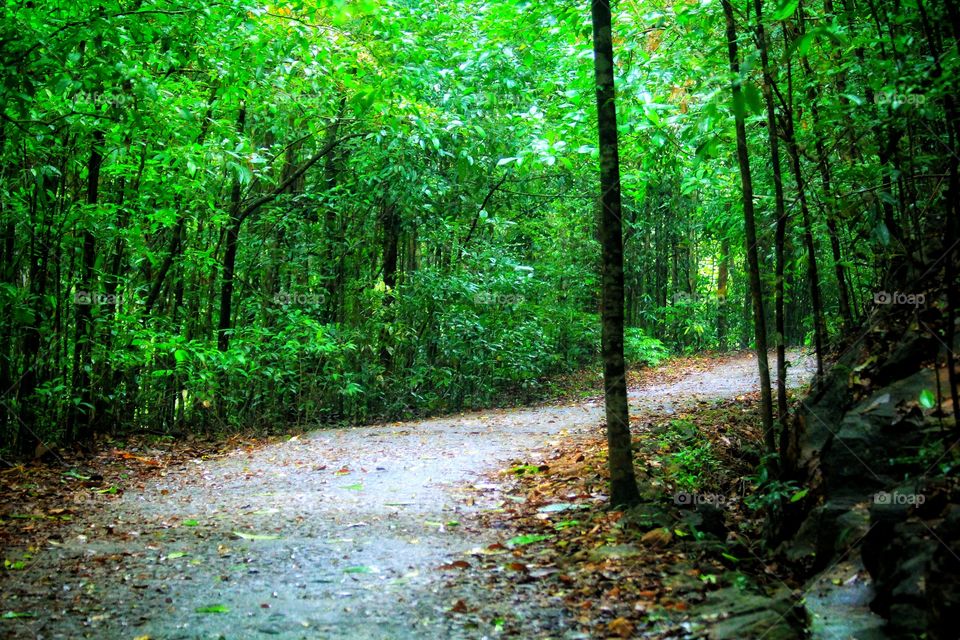 natural road in jungle
