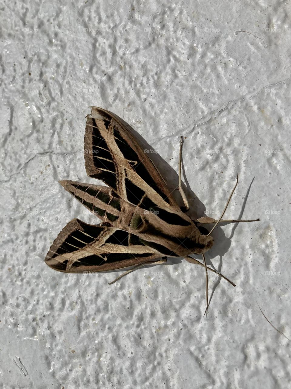 Huge beautiful moth