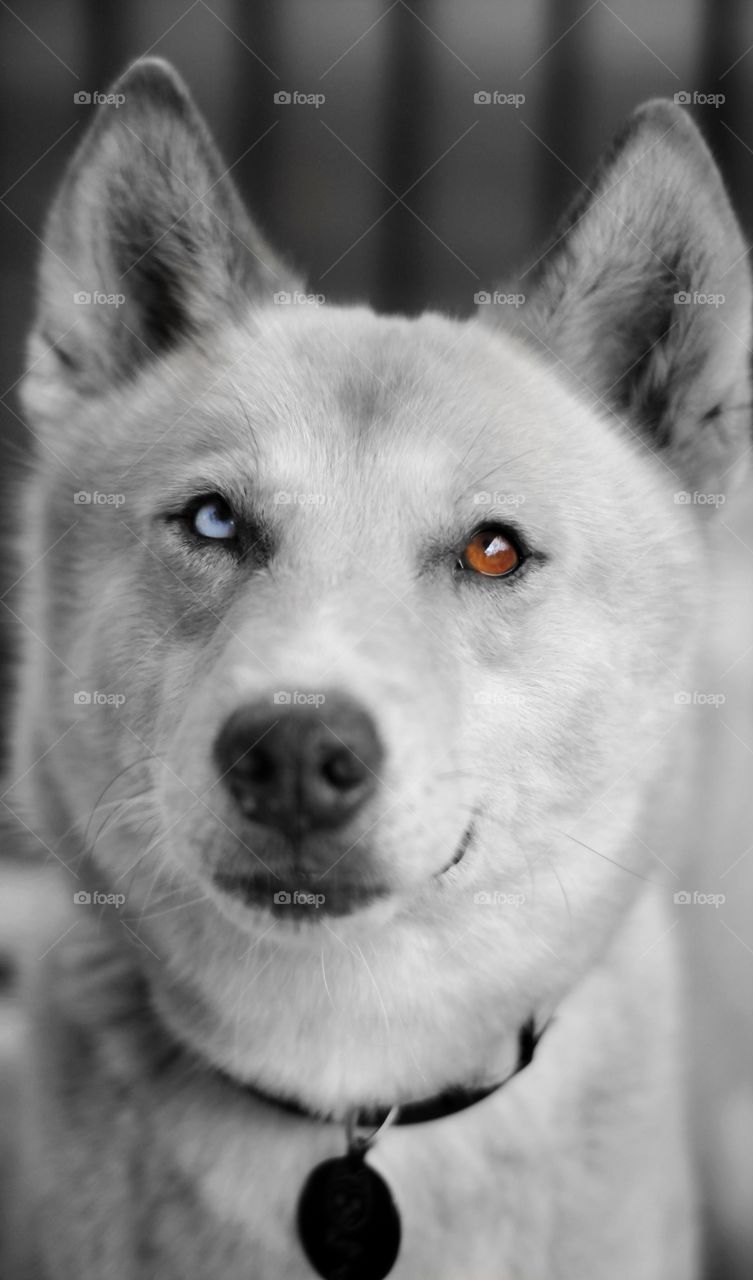 different colored eye of husky dog