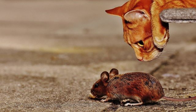 tom & Jerry