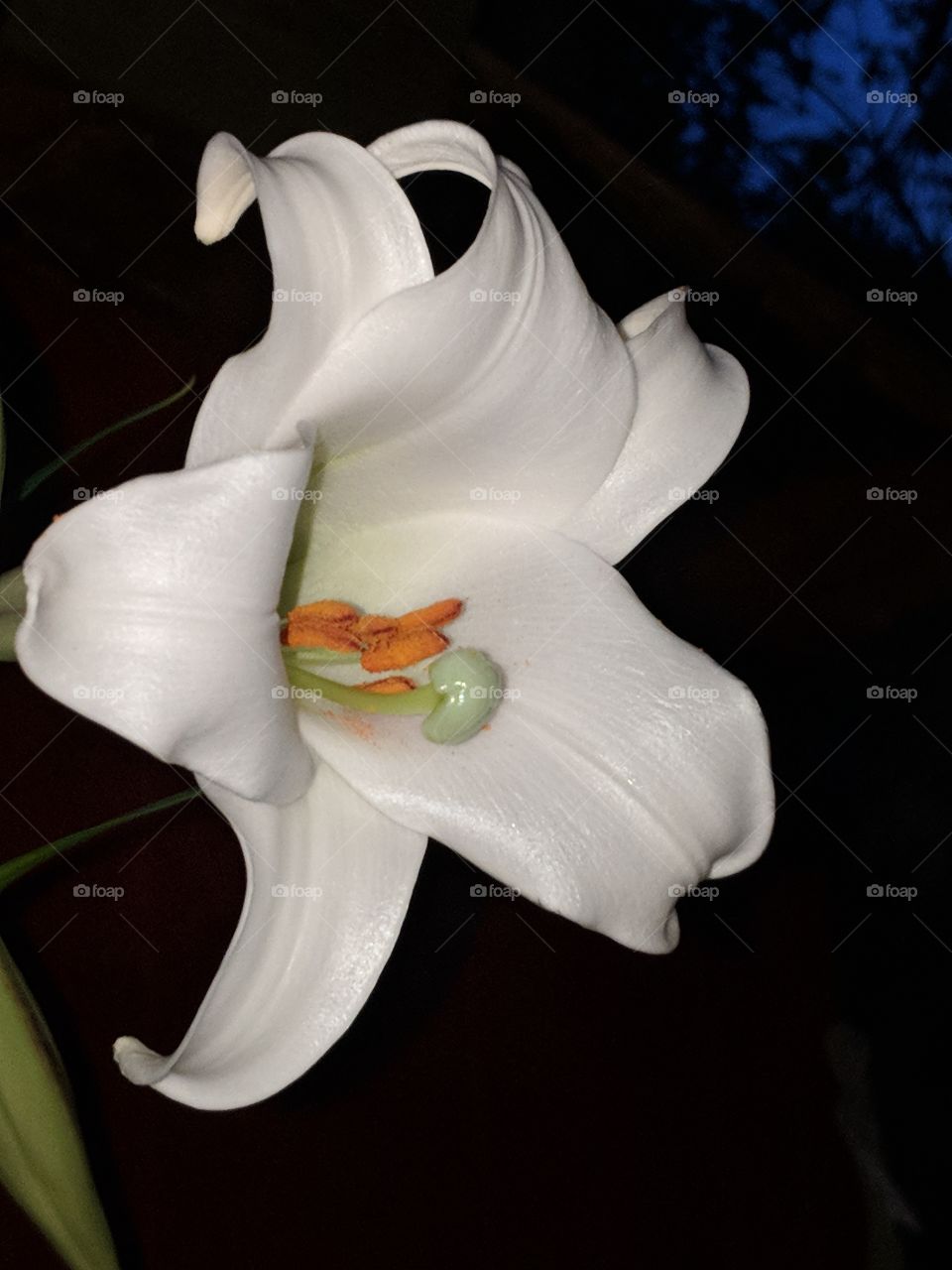 white lily