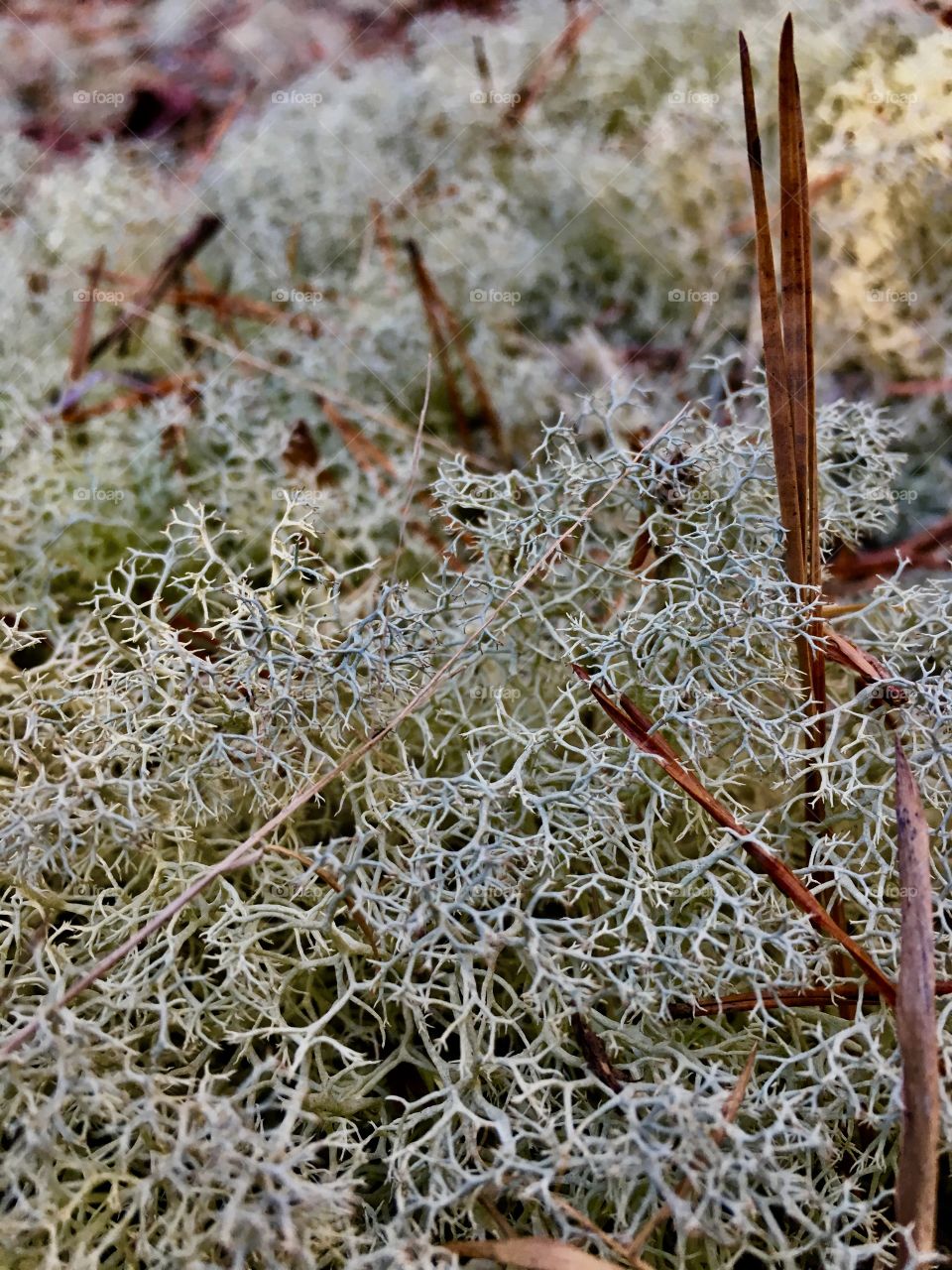 A nice tuft of lichen 
