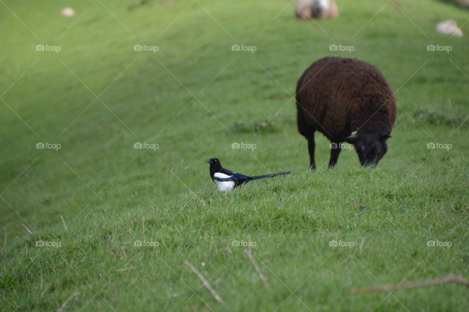 Magpie And Brown Sheep