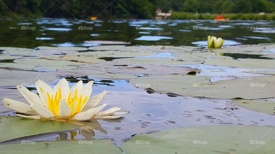 Lake lilypads